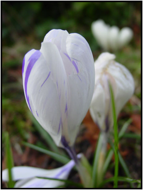 flora: flower: crocus : s-dsc018922.jpg