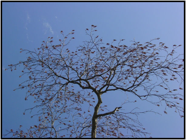 place: Canada: British Columbia: Vancouver: Stanley Park : s-dsc018940.jpg