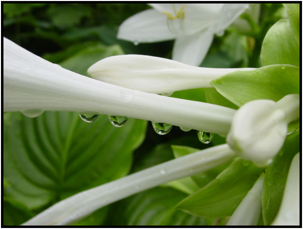 place: Canada: British Columbia: Vancouver: UBC Botanical Gardens : s-dsc017988.jpg