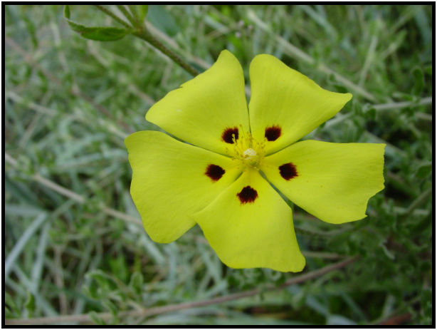 flora: flower: unknown flower : s-dsc017996.jpg