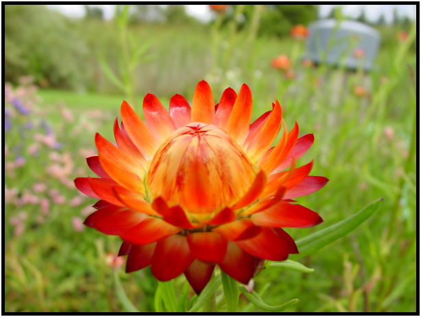 flora: flower: unknown flower : s-dsc018001.jpg