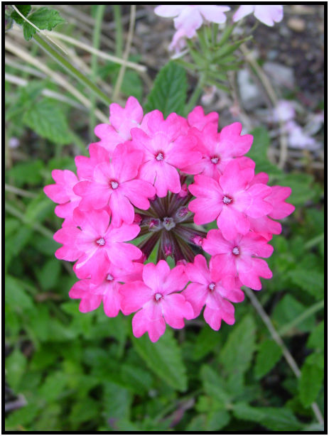 flora: flower: unknown flower : s-dsc018041.jpg