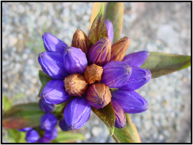 flora: flower: unknown flower : s-dsc018042.jpg