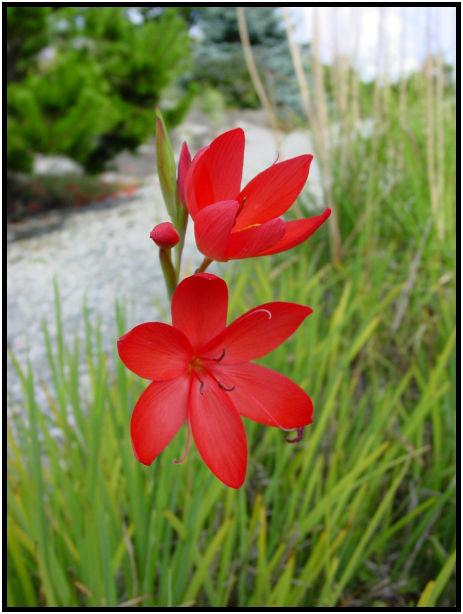 flora: flower: unknown flower : s-dsc018045.jpg
