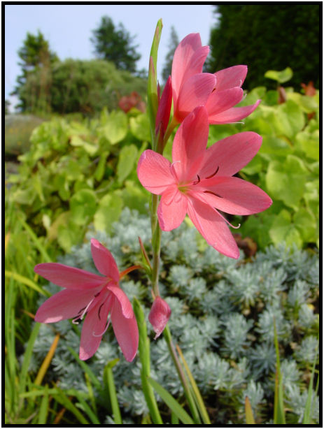 flora: flower: unknown flower : s-dsc018046.jpg