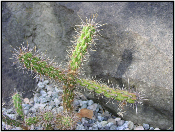 place: Canada: British Columbia: Vancouver: UBC Botanical Gardens : s-dsc018047.jpg