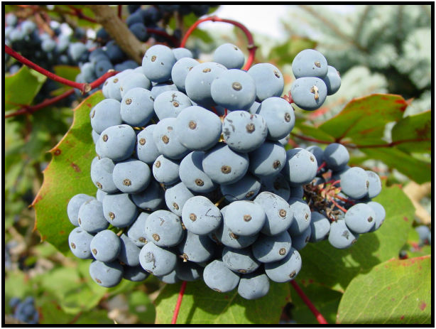 flora: fruit: unknown fruit : s-dsc018048.jpg