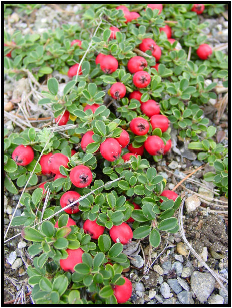 flora: fruit: unknown fruit : s-dsc018049.jpg