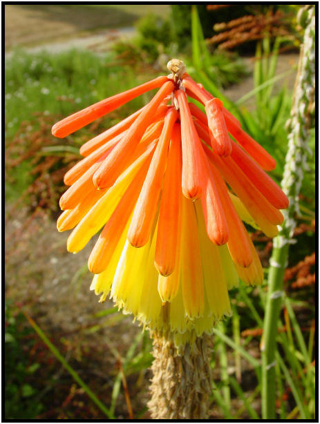 place: Canada: British Columbia: Vancouver: UBC Botanical Gardens : s-dsc018059.jpg