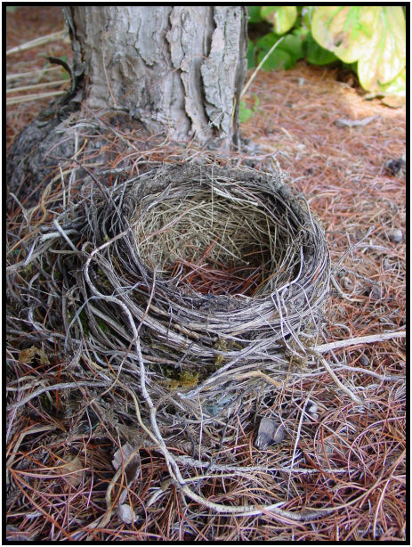 bird: bird nest : s-dsc018062.jpg
