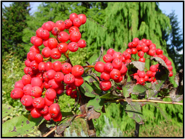 flora: fruit: unknown fruit : s-dsc018063.jpg
