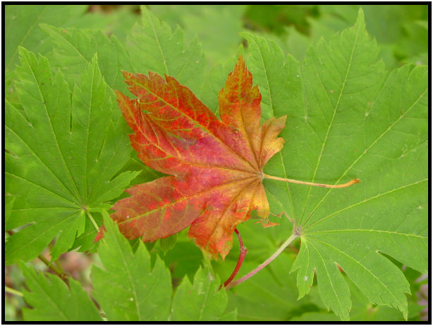 place: Canada: British Columbia: Vancouver: UBC Botanical Gardens : s-dsc018074.jpg