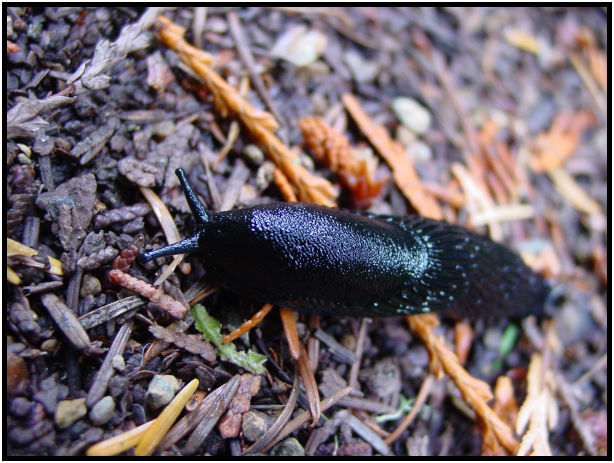 insect: slug : s-dsc018267.jpg