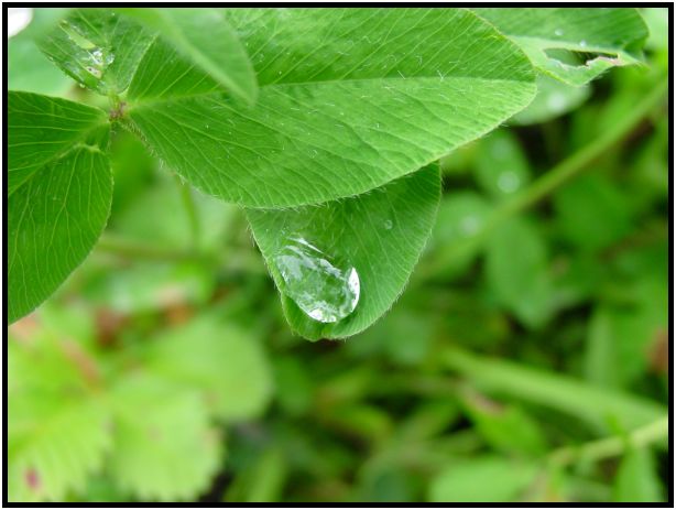 flora: leaf : s-dsc017591.jpg