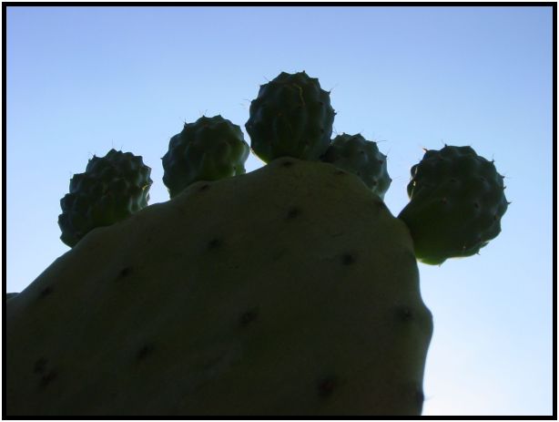 flora: cactus: cactus nopales : s-dsc017270.jpg