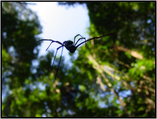 insect: spider : s-dsc016839.jpg