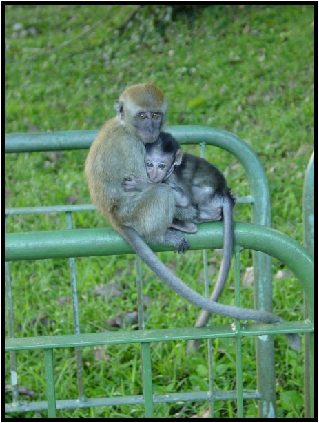 animal: monkey : s-dsc016869.jpg