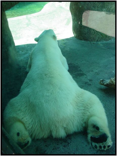 animal: bear : s-dsc017140.jpg