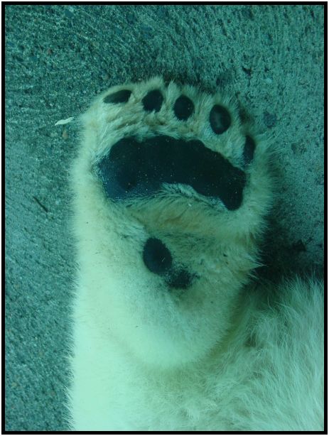 animal: bear : s-dsc017141.jpg