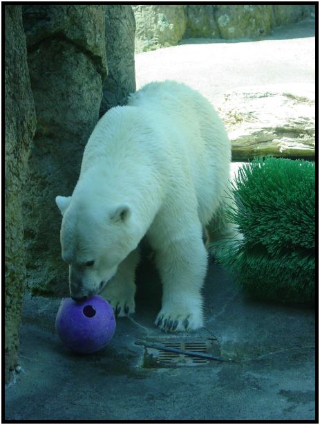 animal: bear : s-dsc017143.jpg