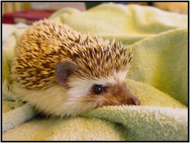 animal: hedgehog : s-dsc017153.jpg
