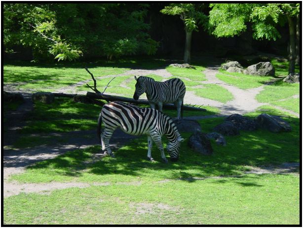animal: zebra : s-dsc017165.jpg