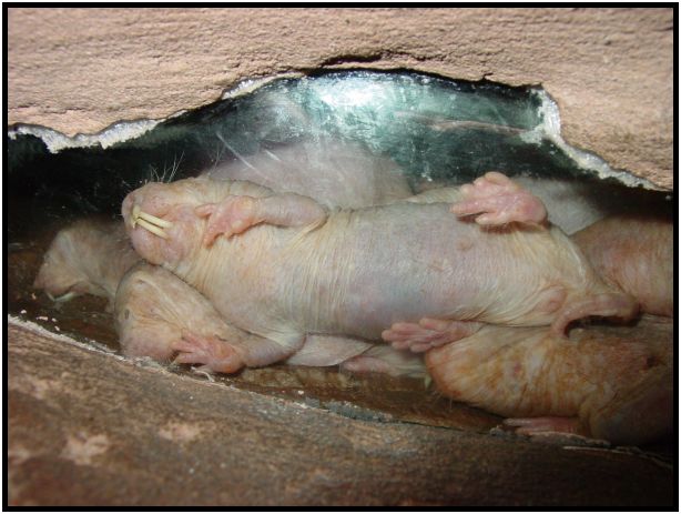 animal: mole : s-dsc017168.jpg