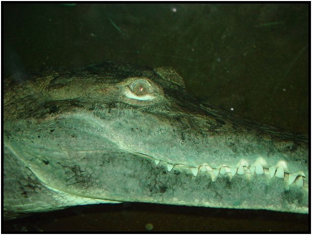 animal: crocodile : s-dsc017208.jpg