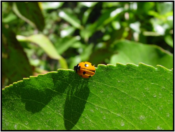 insect: ladybug : s-dsc017042.jpg