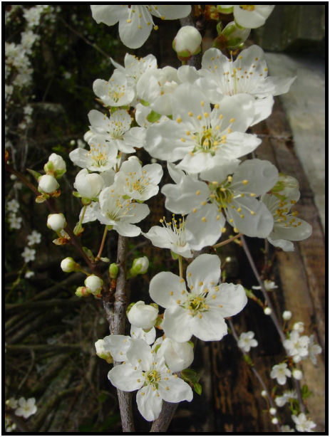 flora: flower: unknown flower : s-dsc029031.jpg
