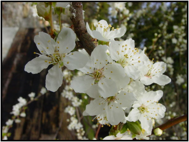 flora: flower: unknown flower : s-dsc029032.jpg