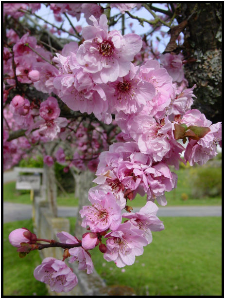 place: Canada: British Columbia: Salt Spring Island: Island sights : s-dsc029038.jpg
