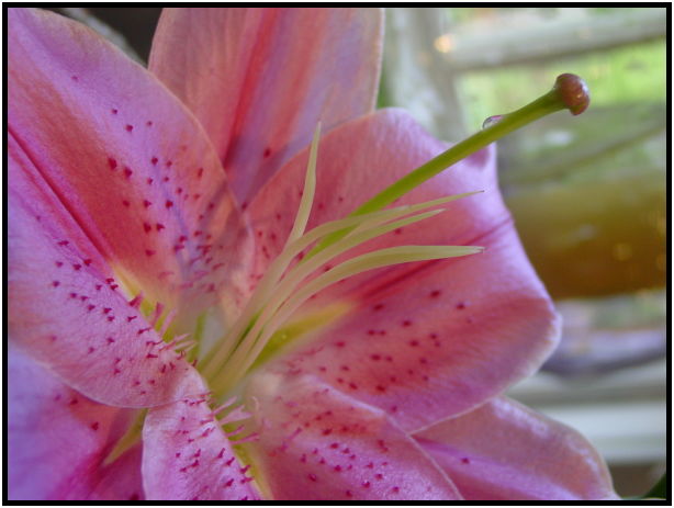 flora: flower: unknown flower : s-dsc029150.jpg