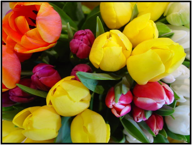 flora: flower: tulip : s-dsc029156.jpg