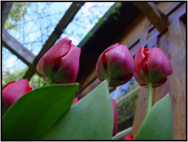 flora: flower: tulip : s-dsc029164.jpg