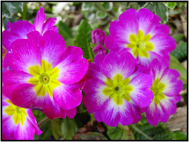 flora: flower: unknown flower : s-dsc029177.jpg