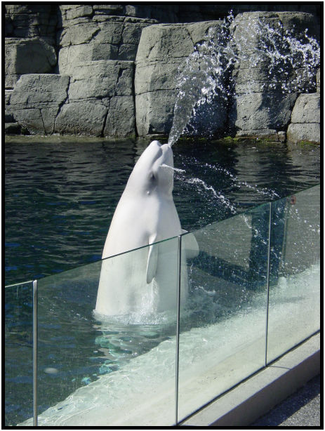 site: water: aquarium : s-dsc010034.jpg