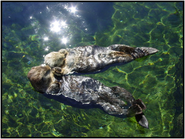 animal: otter : s-dsc010054.jpg