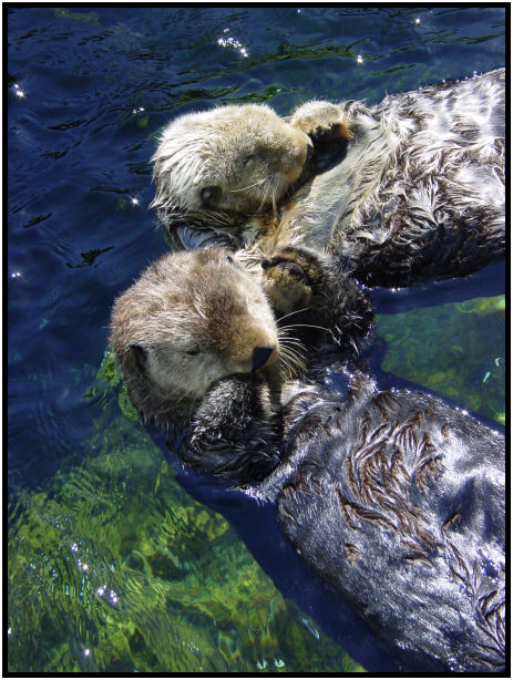 animal: otter : s-dsc010060.jpg