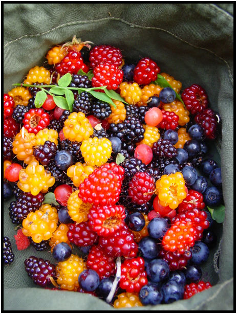 flora: berry: blackberry : s-dsc020416.jpg