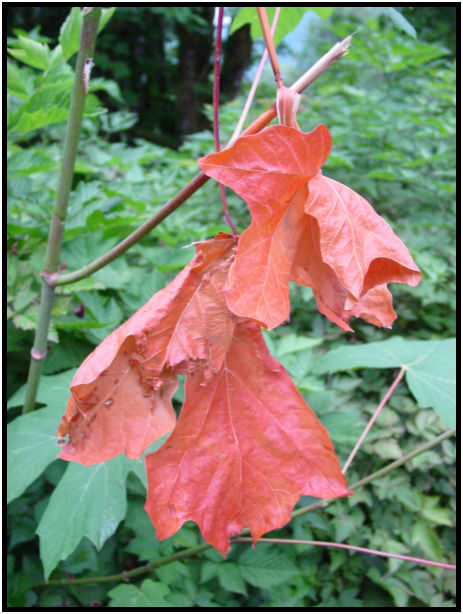 flora: leaf : s-dsc020440.jpg