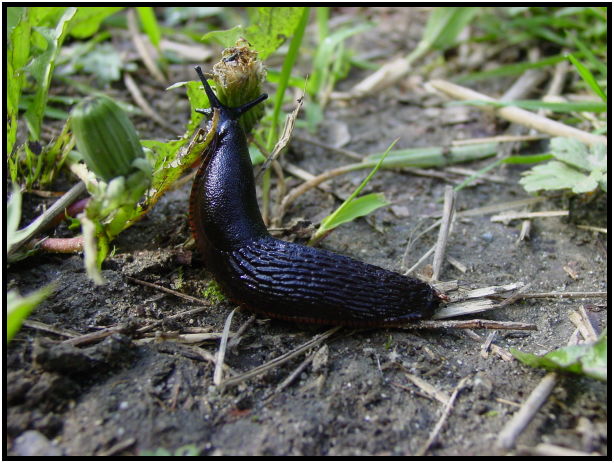insect: slug : s-dsc019866.jpg