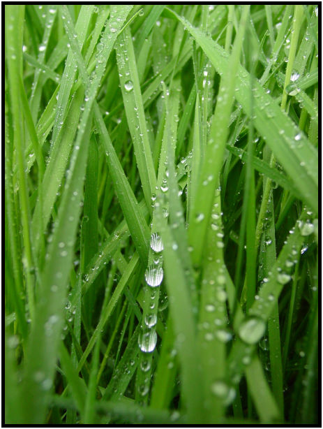flora: grass : s-dsc019888.jpg