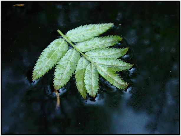 flora: leaf : s-dsc019920.jpg