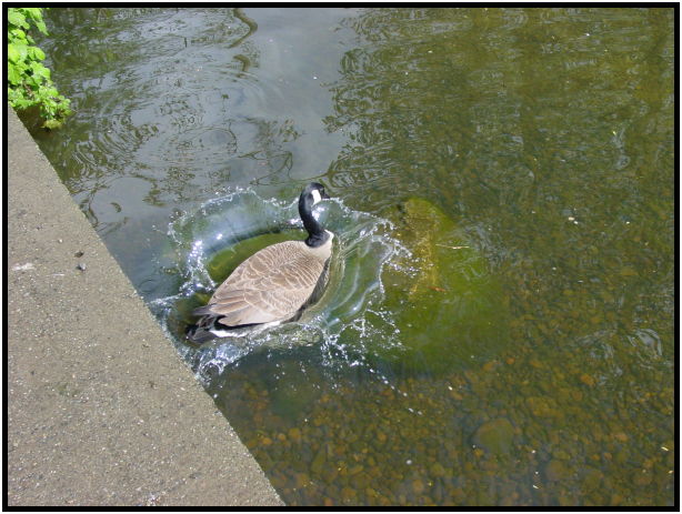 site: water: lake : s-dsc019925.jpg
