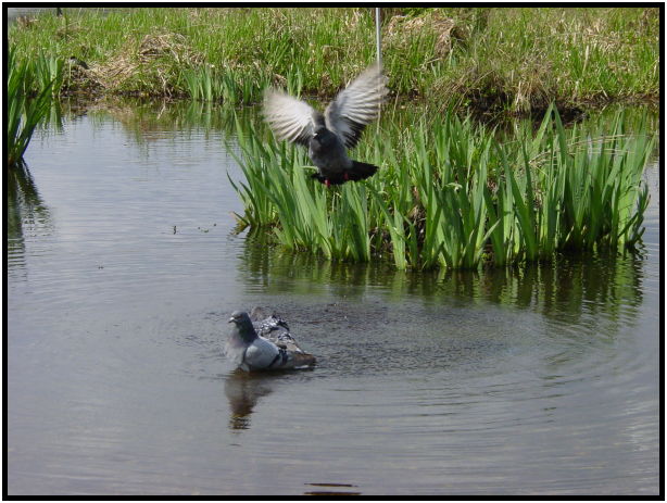 bird: pigeon : s-dsc019938.jpg