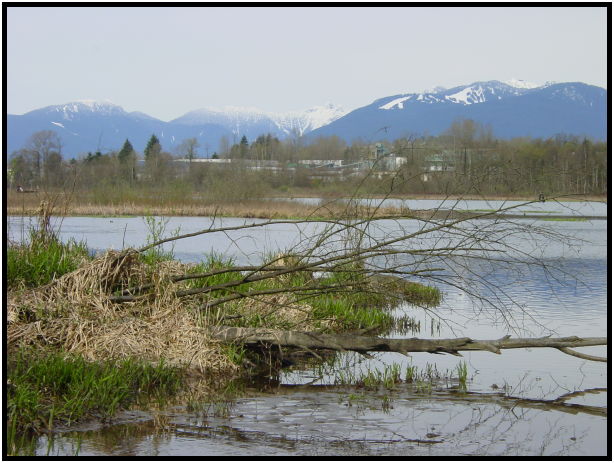 place: Canada: British Columbia: Vancouver: Burnaby Lake : s-dsc019528.jpg
