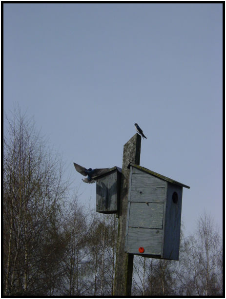 place: Canada: British Columbia: Vancouver: Burnaby Lake : s-dsc019555.jpg