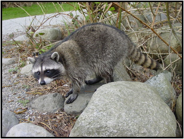 animal: racoon : s-dsc029302.jpg