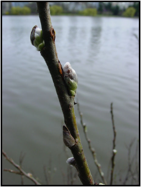 site: water: lake : s-dsc029329.jpg